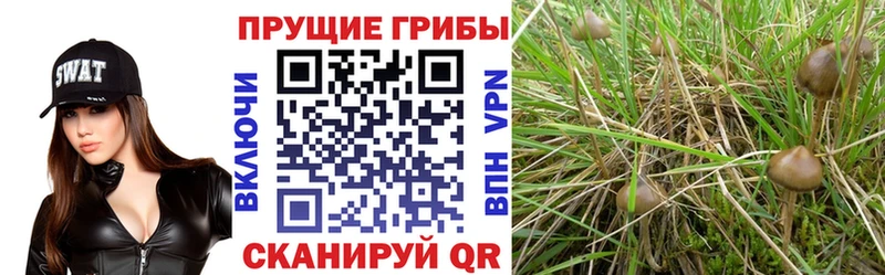 Псилоцибиновые грибы ЛСД  Поворино 